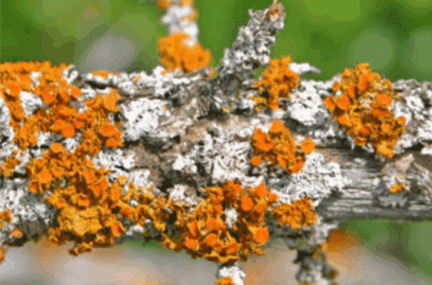 Textured orange lichen growing alongside smooth silvery lichen on a branch.