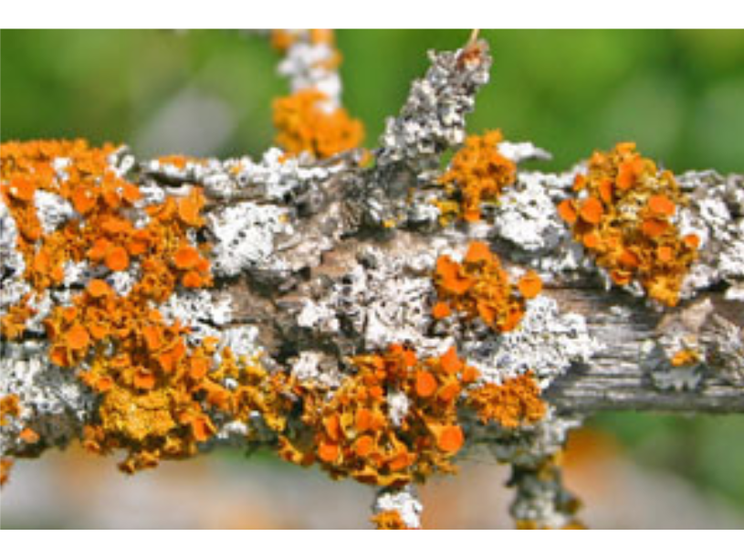Textured orange lichen growing alongside smooth silvery lichen on a branch.