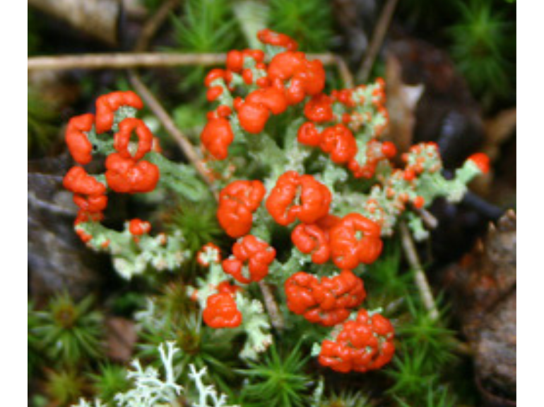 Close-up on a cluster of small mushrooms with bulbous, waxy red caps.