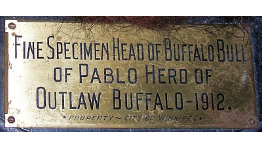 Close up on a metal plaque at the base of a wall mount reading, "Fine Specimen Head of Buffalo Bull of Pablo Herd of Outlaw Buffalo - 1912. / Property - City of Winnipeg".