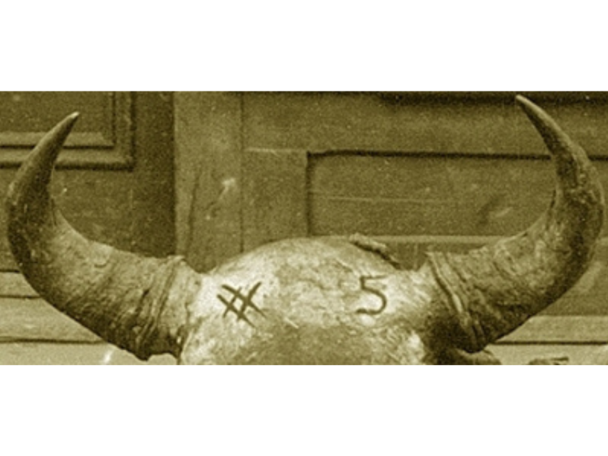 A close up on the upper portion of the skull and the horns of a bison skull. "#5" is written along the top of the skull.