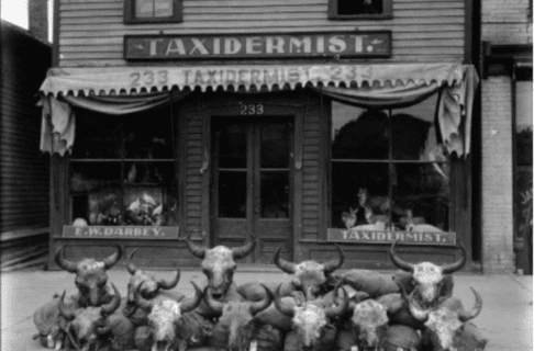 Eleven bison skulls posed infront of and atop sandbags in front of a the E. W. Darbey Taxidermy shop.