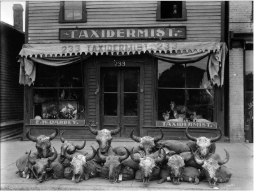 Eleven bison skulls posed infront of and atop sandbags in front of a the E. W. Darbey Taxidermy shop.