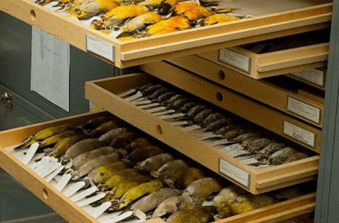 Open storage drawers showing many preserved bird specimens.