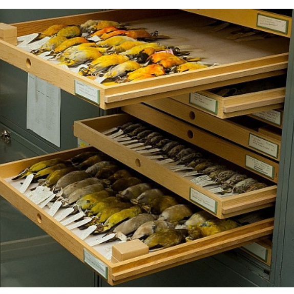 Open storage drawers showing many preserved bird specimens.