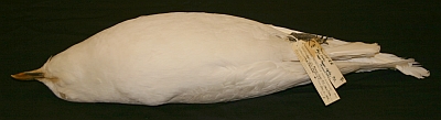 An ivory gull specimen posed in repose with its wings positioned in repose as it lies on its back.