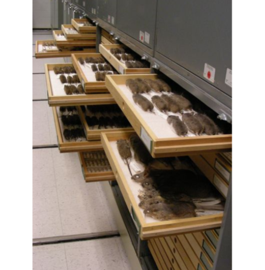 A row of open drawers showing a variety of preserved mammal specimens.