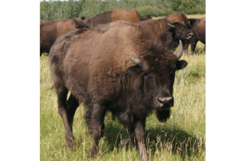 A bison among a herd in prairie landscape.
