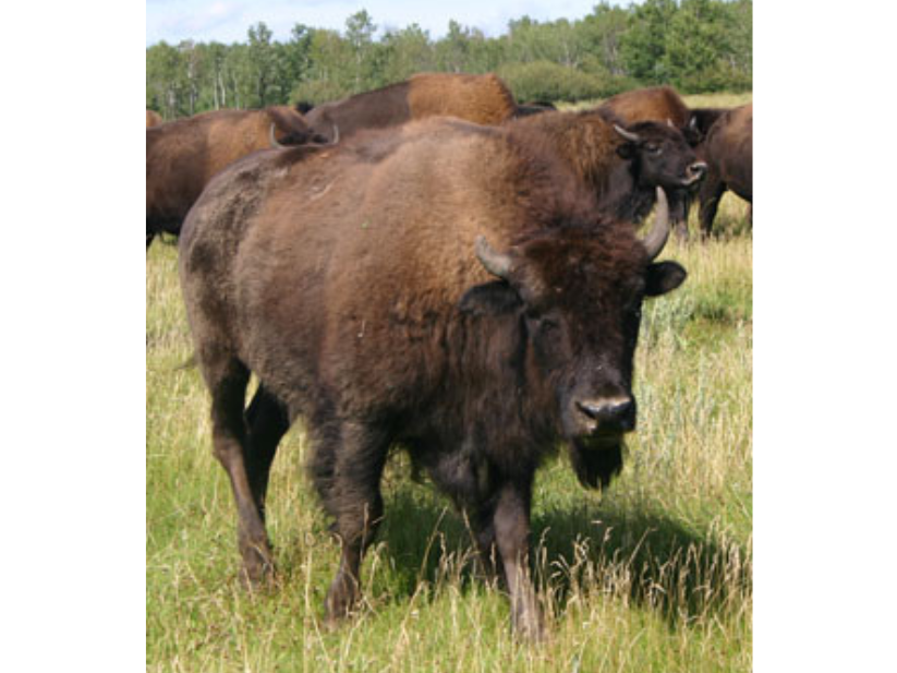 A bison among a herd in prairie landscape.