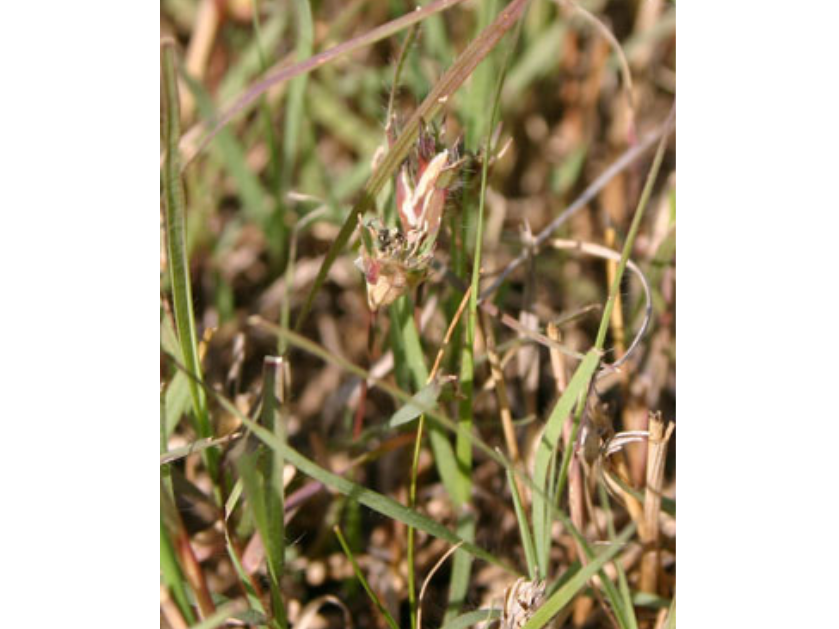 Close up of a low-growing patch of buffalograss.