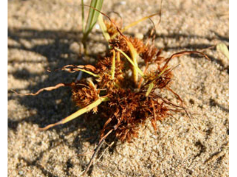 A small spikey plant growing in sandy ground.