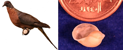 Tow photos side by side. On the left, a photo of a passenger pigeon specimen. On the right, a photo of a tiny small shell next to a penny for scale, which is it smaller than.