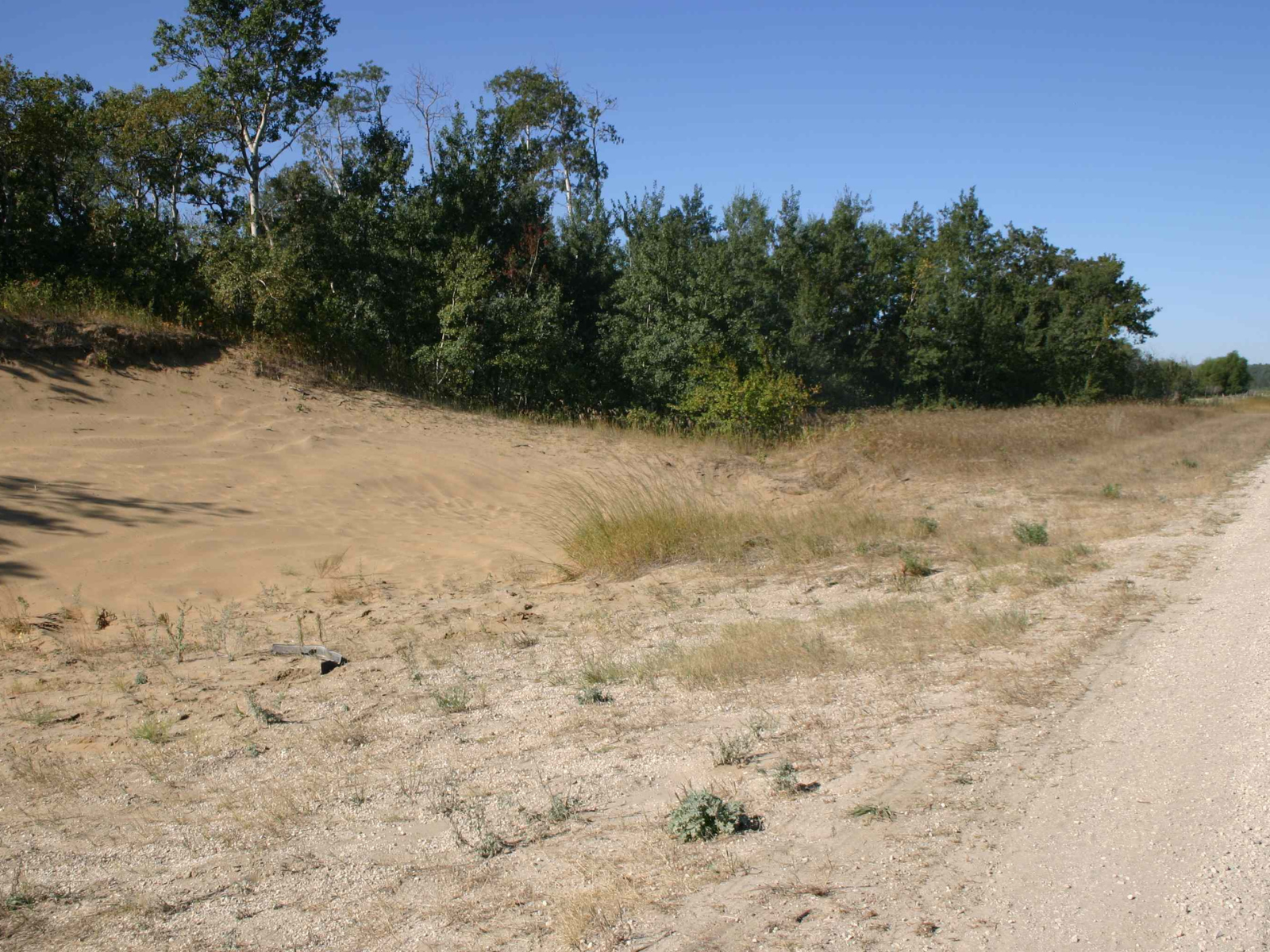 Sand dunes, edged by trees, next to a gravel road on the lower right corner of the frame.