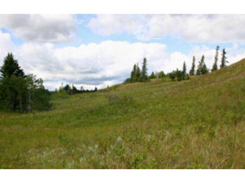 Rolling grassy banks with occasional trees at the edges.