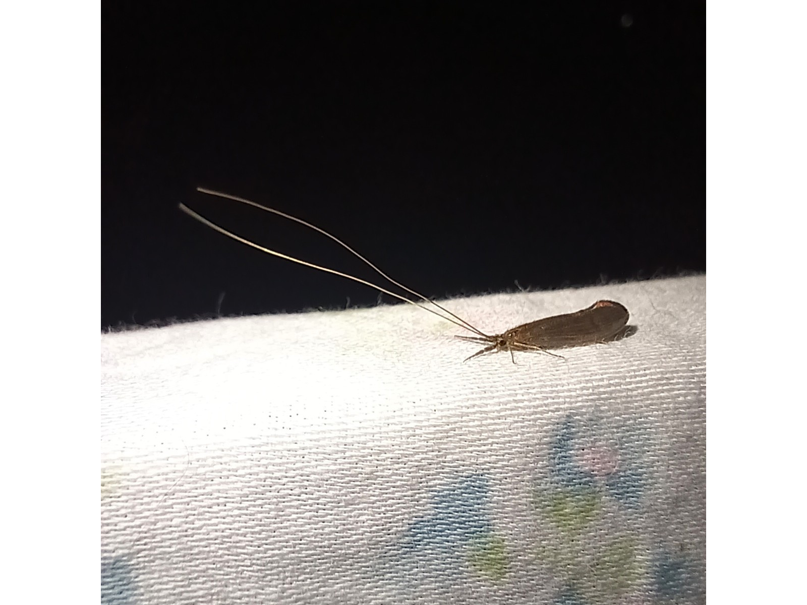An insect from the side on a white sheet against the dark background of night. The insect's wings are folded against its back and it has long antennae stretching out from its head - about twice as long as its body.