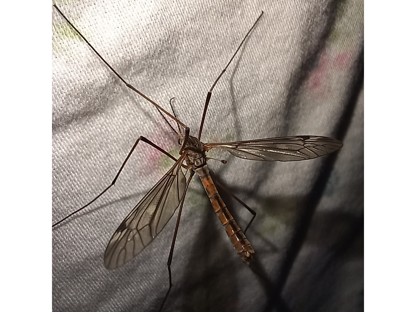 A long-legged insect with long thin wings, transparent around the veins.