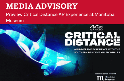 Promotional image for Nature Canada's "Critical Distance". Next to an image of a person reaching out a hand to the nose of a projection of an orca whale, text reads, "An immersive experience with the southern resident killer whales / Experience the story at the Manitoba Museum". Above the image, on a red background, text reads, "Preview Critical Distance AR Experience at Manitoba Museum".