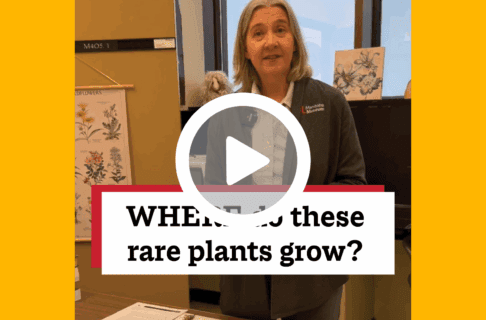 A screenshot of a video, an individual stands next to table in a lab space with pressed plant specimens laid our in front of them. There's a play button over the screenshot and overlaid text reads, "WHERE do these rare plants grow?".