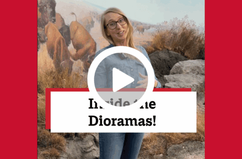 A screenshot of a video, an individual stands inside the Museum's Bison Hunt diorama. There's a play button over the screenshot and overlaid text reads, "Inside the Dioramas!".