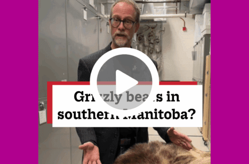 A screenshot of a video, an individual stands inside museum collection storage in front of a cart with a bear skin on it. There's a play button over the screenshot and overlaid text reads, "Grizzly bears in southern Manitoba".