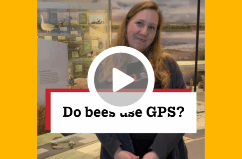 A screenshot of a video, an individual stands next to a display case in the Prairies Gallery with prairie flowers displayed. There's a play button over the screenshot and overlaid text reads, "Do bees use GPS?".