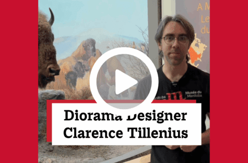 A screenshot of a video, an individual stands next to the iconic bison diorama in the Manitoba Museum's Welcome Gallery. There's a play button over the screenshot and overlaid text reads, "Diorama Designer Clarence Tillenius".