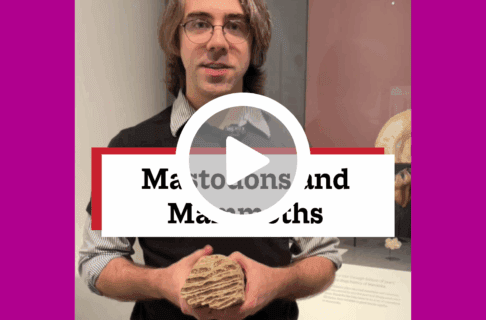 A screenshot of a video, an individual stands a display case in the Welcome Gallery holding a large fossilized tooth. There's a play button over the screenshot and overlaid text reads, "Mastodons and Mammoths".