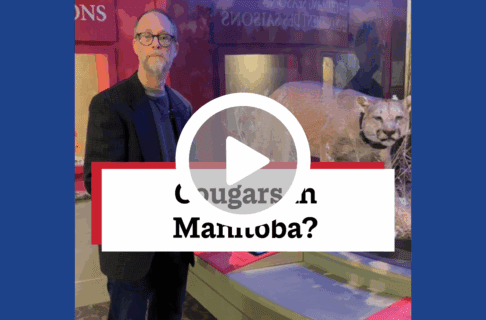 A screenshot of a video, an individual stands next to an exhibit case with a taxidermized cougar inside. There's a play button over the screenshot and overlaid text reads, "Cougars in Manitoba?".