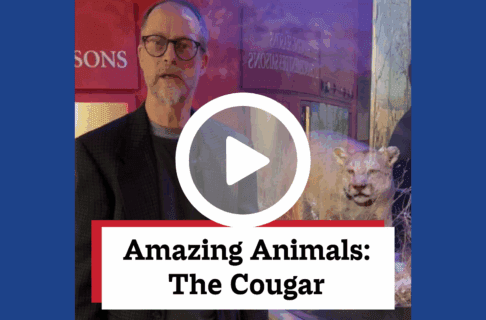 A screenshot of a video, an individual stands next to an exhibit case with a taxidermized cougar inside. There's a play button over the screenshot and overlaid text reads, "Amazing Animals: The Cougar".