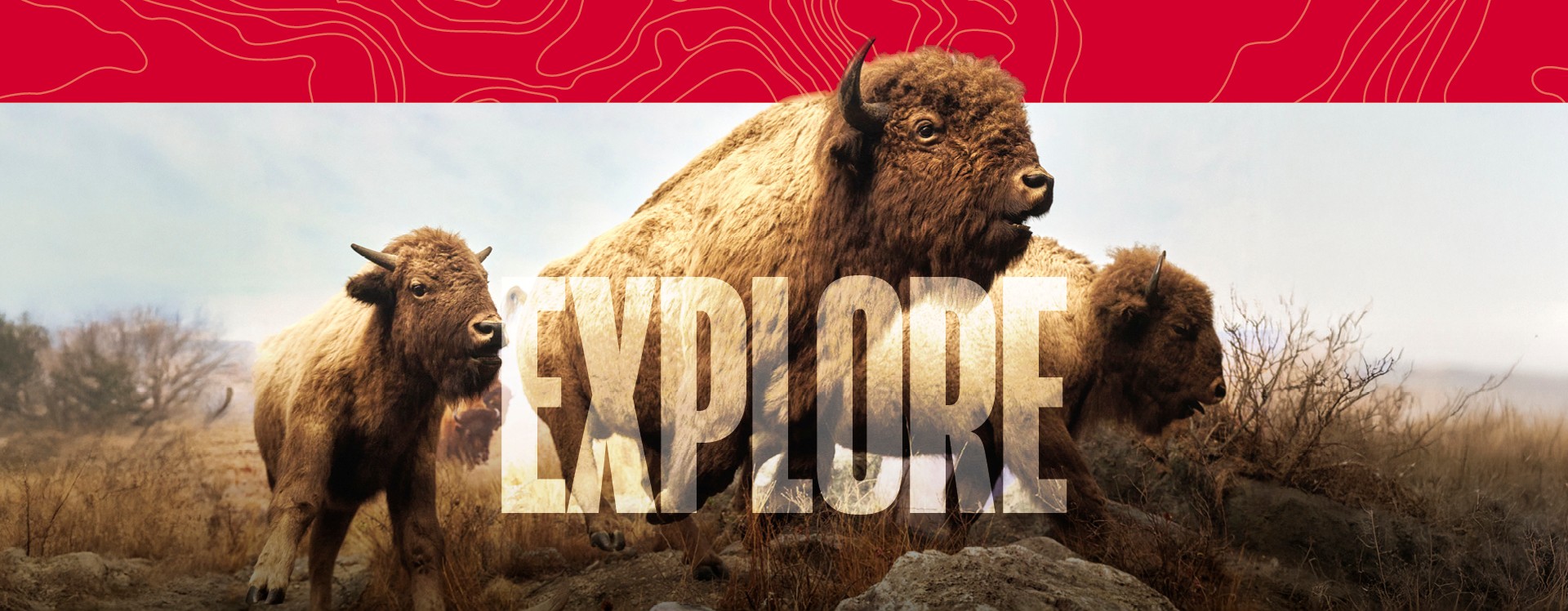 Two Bison with the word Explore on top of them.