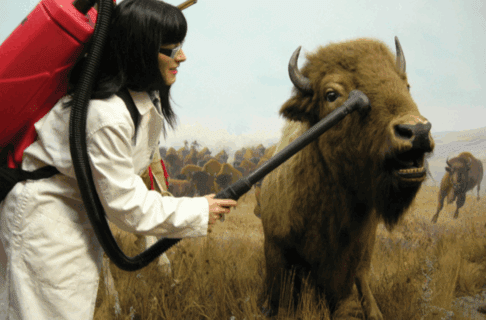 A dark-haired woman wearing white coveralls and a red backpack vacuum as she holds the hose to vacuum off the face of a taxidermized bison.