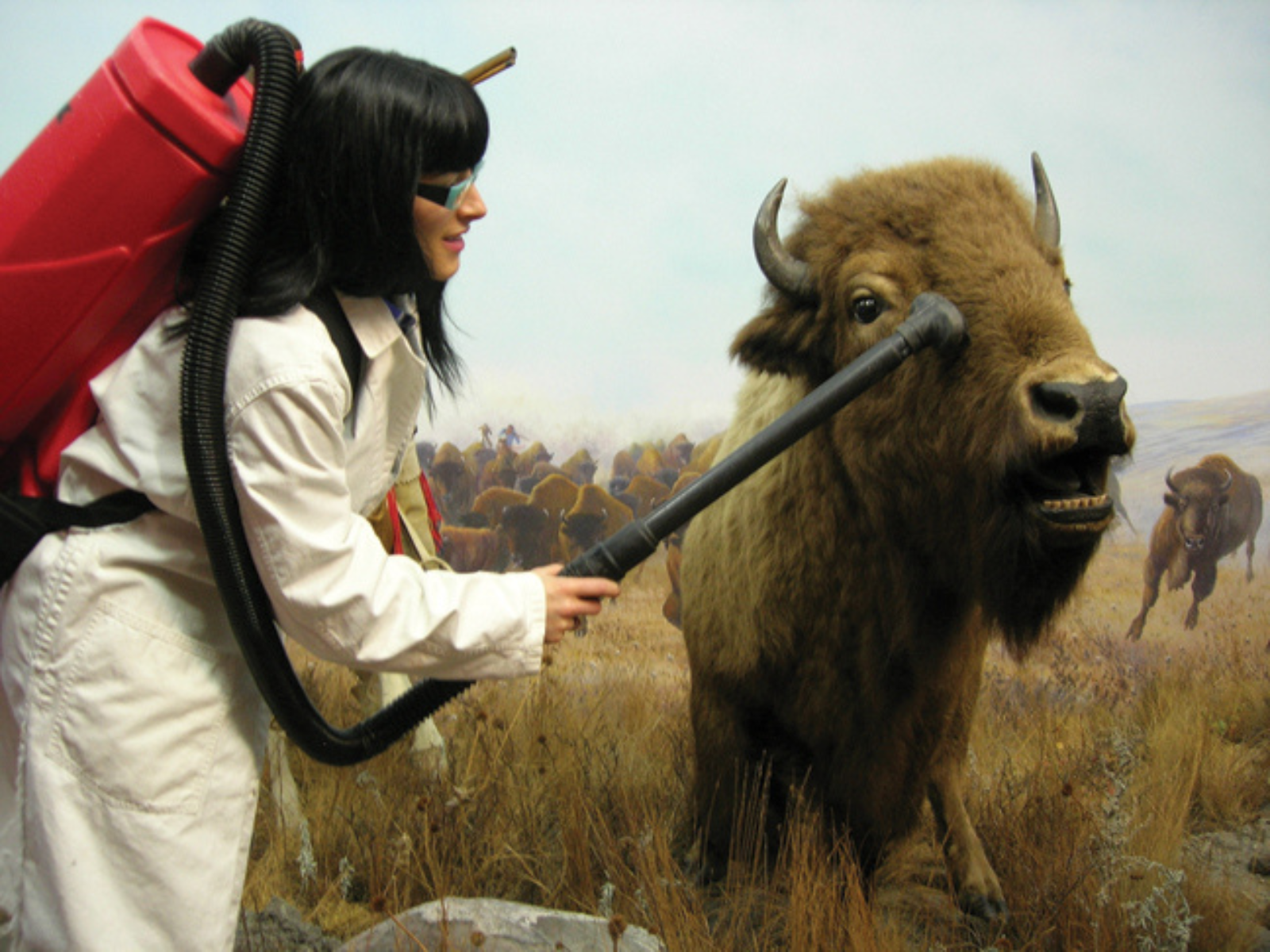 A dark-haired woman wearing white coveralls and a red backpack vacuum as she holds the hose to vacuum off the face of a taxidermized bison.