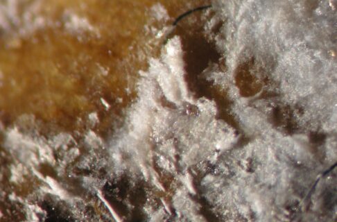 Close up on white crystals growing on a wooden surface.