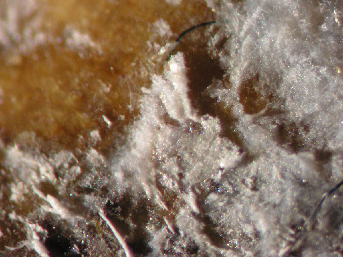 Close up on white crystals growing on a wooden surface.