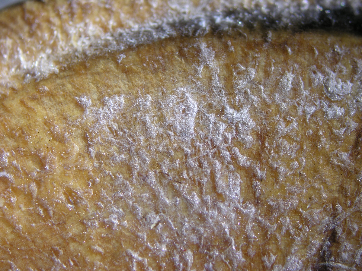Close up on a white crystalline substance with sparkly flecks inside it.