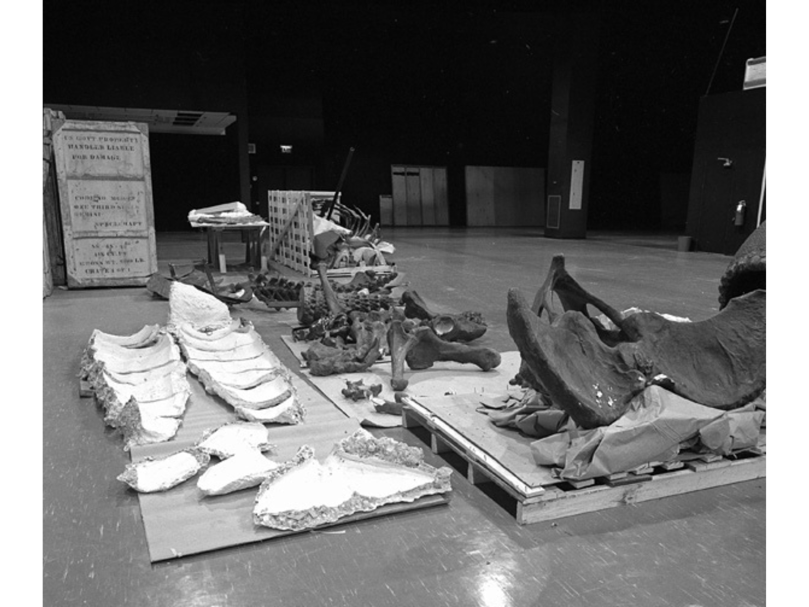 A black and white photo of plaster bones and casts of a large skeleton laid out in pieces in the floor of a mostly empty room.