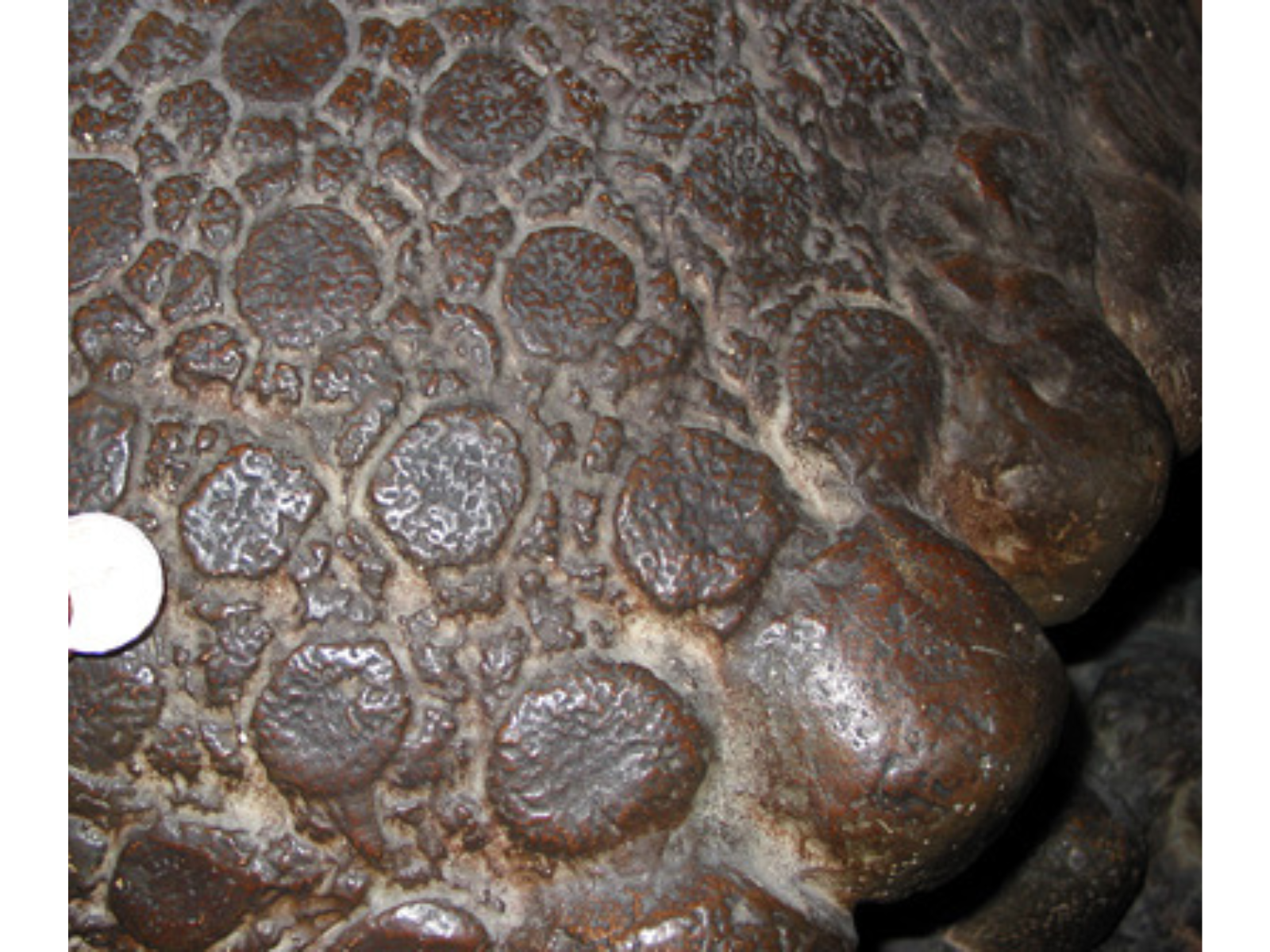 Close up on a bony plate of shell, covered in irregularly shaped circular marks.