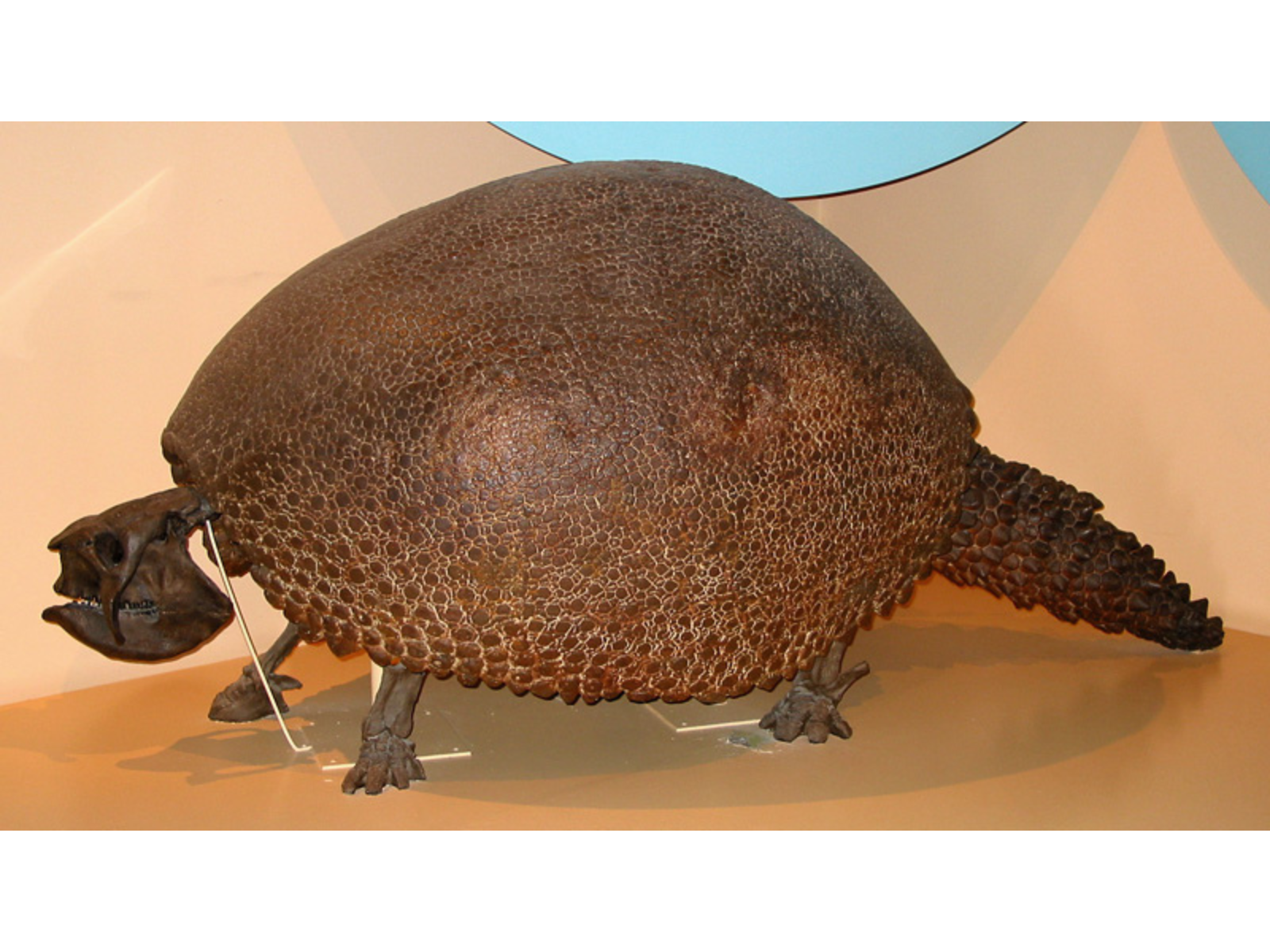 A mounted skeleton of a four-legged creature, with a bulbous, rounded shell and a thick tail.