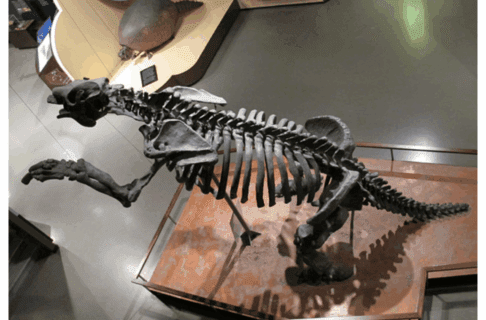 Looking down towards a museum gallery where a large skeleton is posed on its hind legs. In the distance is a skeleton of a creature with a very bulbous rounded shell.