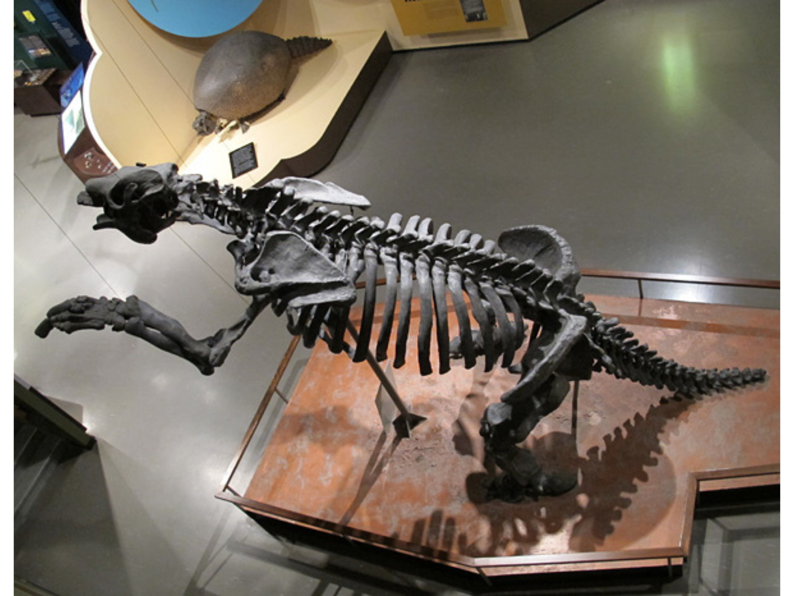 Looking down towards a museum gallery where a large skeleton is posed on its hind legs. In the distance is a skeleton of a creature with a very bulbous rounded shell.