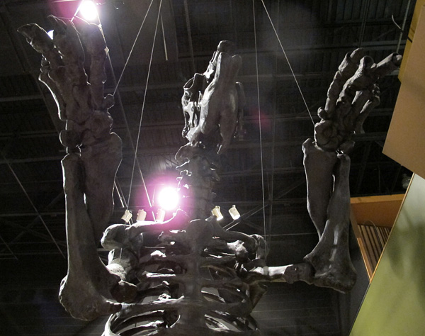 Looking directly up from standing under a large skeleton of a creature with its forearms held up.