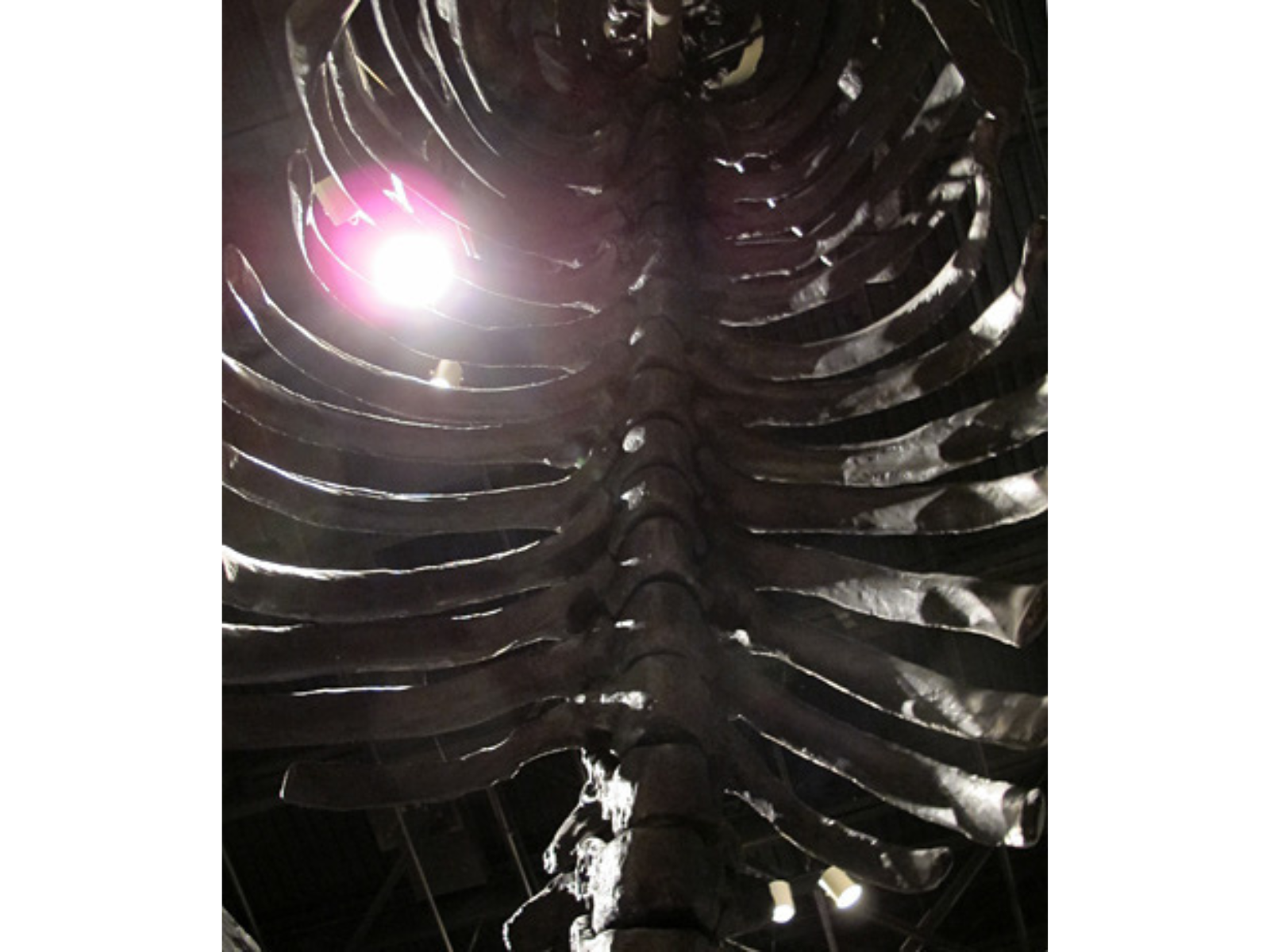 Looking up into the large ribcage of a mounted Megatherium.