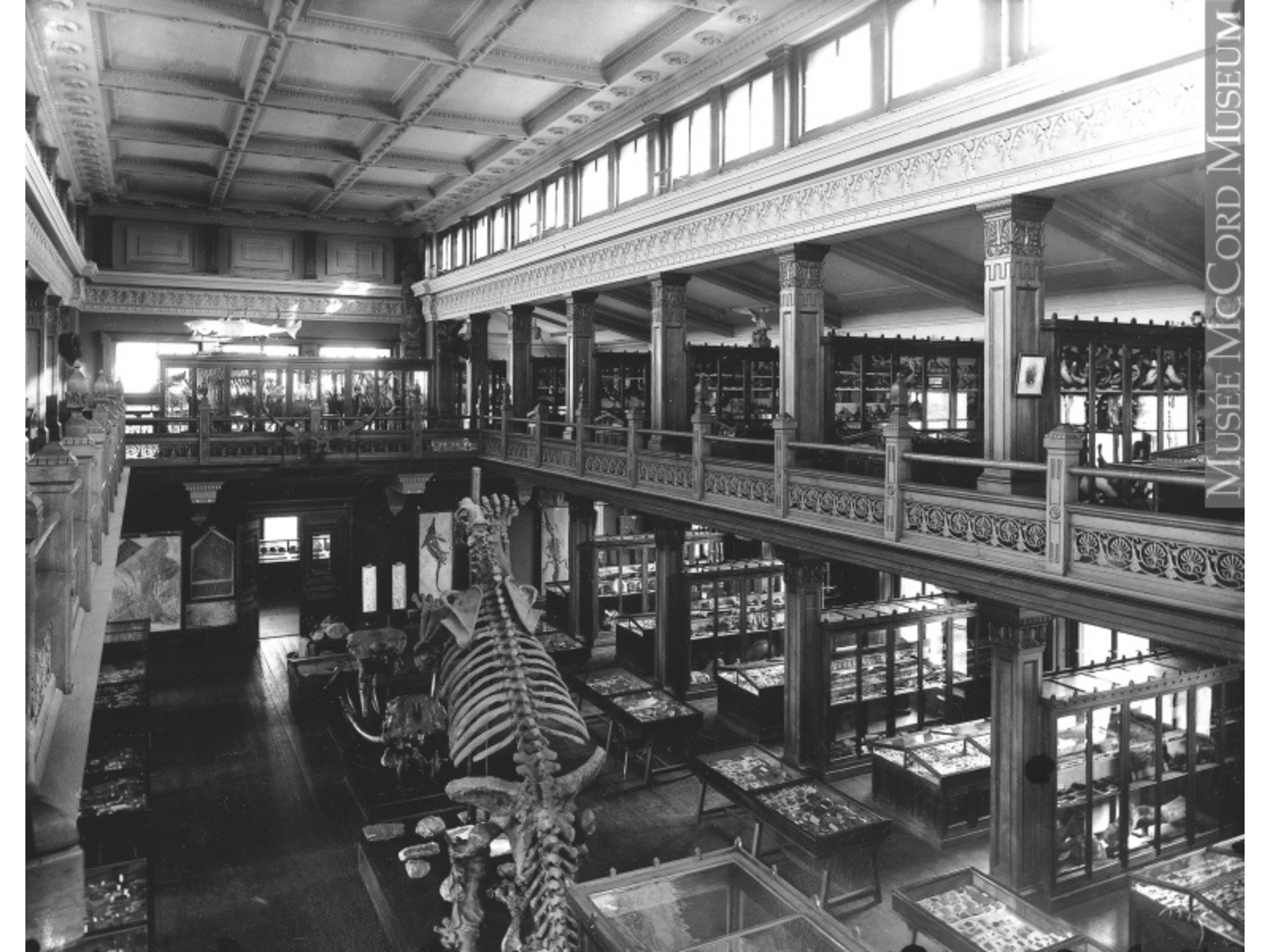 A black and white photo of an old museum taken from a second floor balcony surrounding the room. On the ground floor below are various display cases as well as a large mounted skeleton posed on their hind legs, seen from behind.
