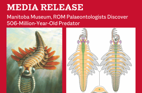 On the right, an artist's rendering of Mosura fentoni in life. The underwater creature has two long limbs covered in spines pointing out in front of it, three eyes, and a number of fin-like swimming flaps along the sides of its body. On the left, an artist's rendering of Mosura's internal forms. Text the the top of the graphic reads, Media Release / Manitoba Museum, ROM Palaeontologists Discover 506-Million-Year-Old Predator".