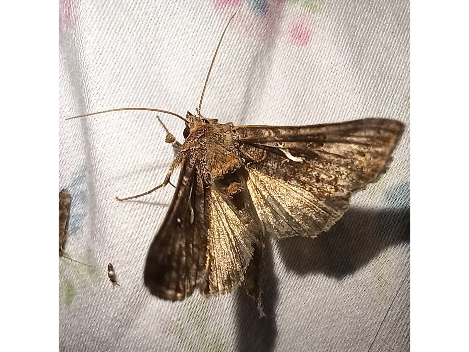 Close-up on a brown moth.