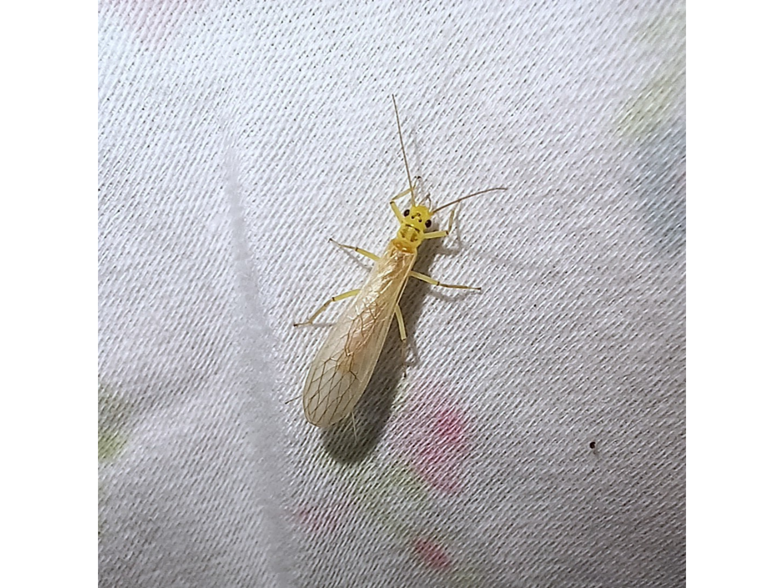 A slender insect with a yellow-ish body and transparent wings folded flat on its back as it clings to a white sheet. Two very fine tail-like cerci extend out at angles from the tail-end.