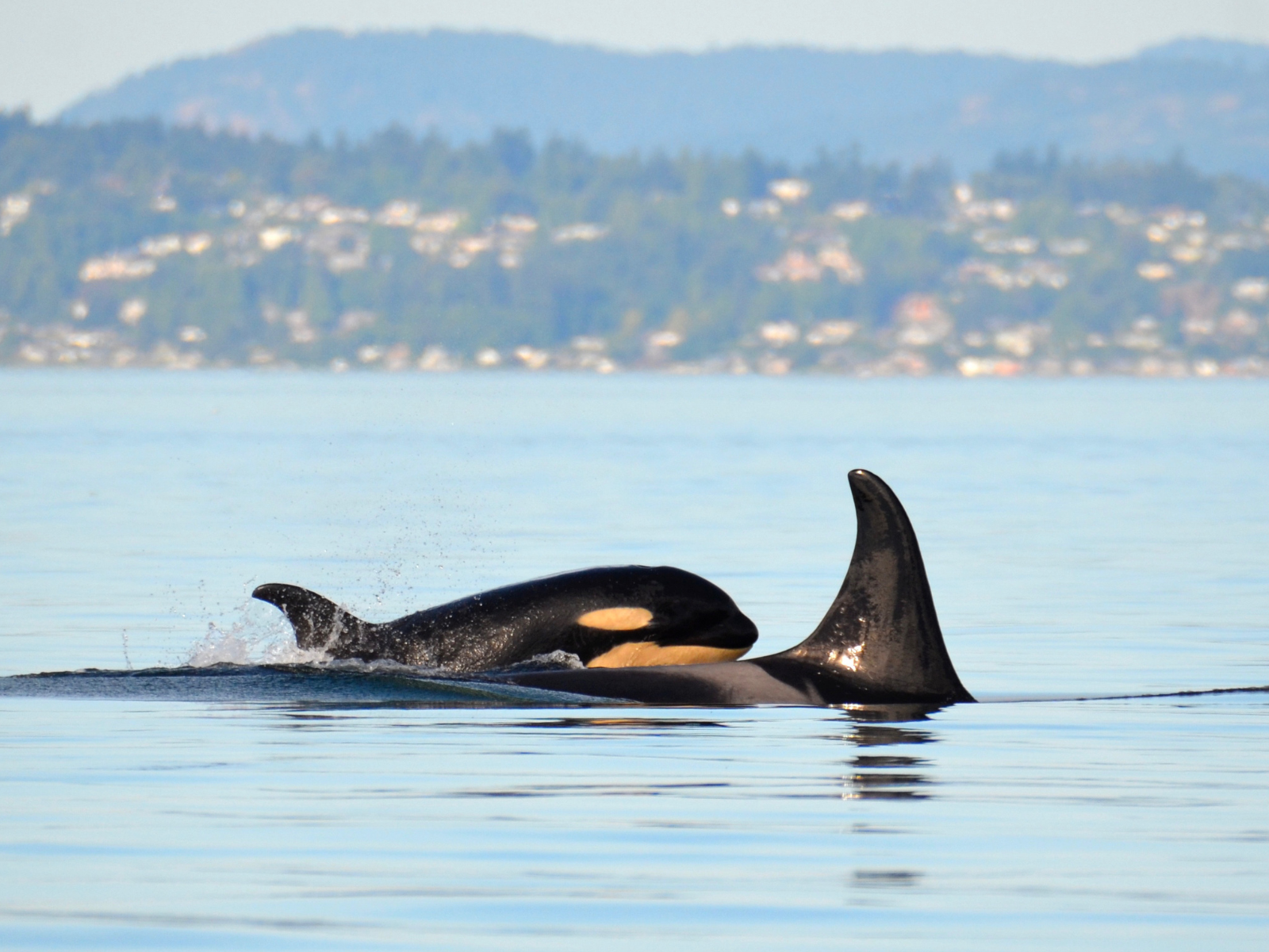 A young orca emerging from the water next to an adult orca swimming beside it through a bay.