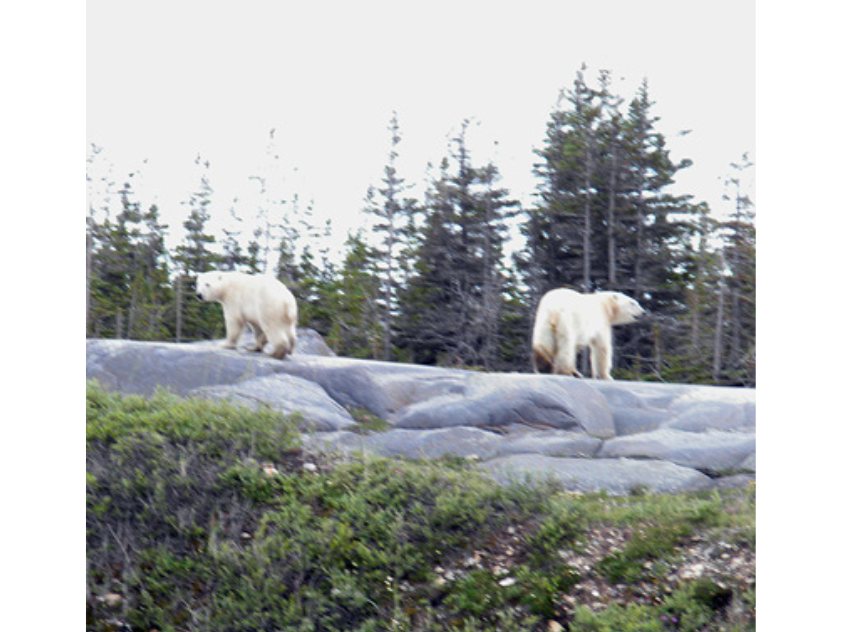 Two polar bears walking away over a raised rocky area towards a treeline.