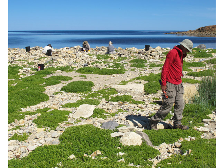 Individuals standing and seated scattered around a rocky outcropping look for specimens. In the distance is a body of water.