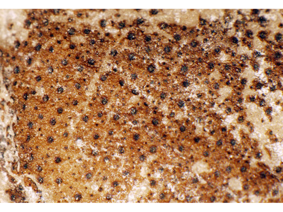 Close-up on a speckled fossil of an Ordovician arthropod.